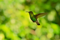 Kolibrik medenohlavy - Elvira cupreiceps - Coppery-headed Emerald o2381